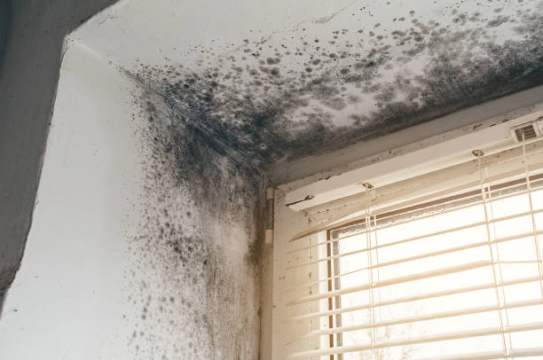Mold Removal service in Silverdale